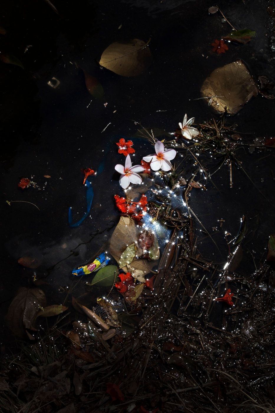 Elspeth Diederix Karawara & Frangipani, 2014