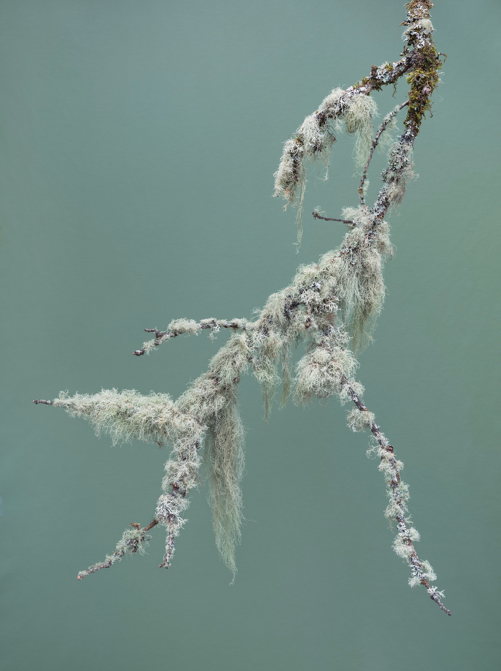 Green Lichen & Moss, Archival pigment print, part of a diptych
