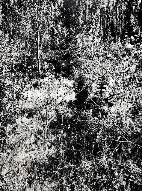 Summer 8 (2), 2019 Oil on canvas.