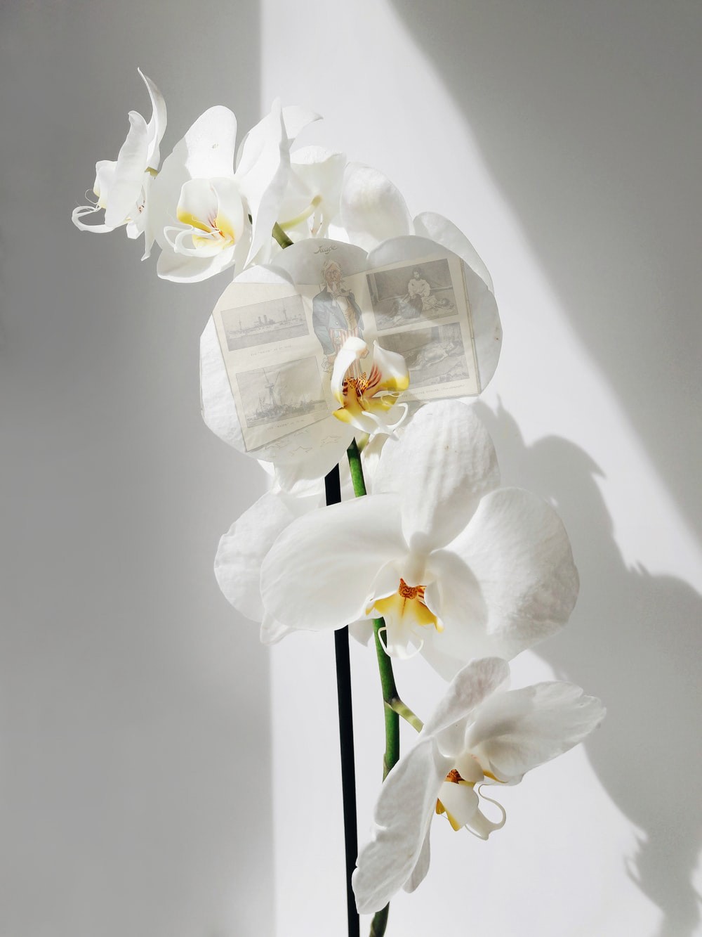 Mechanisms of Deception, 2024, phalaenopsis orchid with U.S. government anti-Filipino propaganda from the 1940s printed directly on the petals, dimensions variable by petal