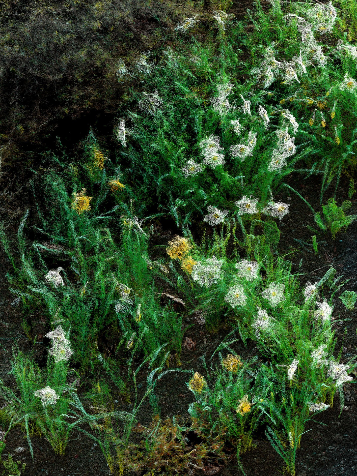 Clement Valla, 'Daffodils, West Hartford, CT' [30x40 version], 2020, from the series 'Point Cloud Gardens,' UV print on aluminum, 31.25 x 41.25 x 2 in. , framed, edition of 1, 1 AP.