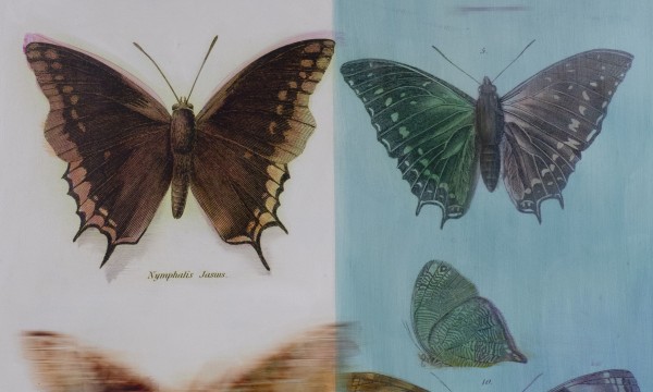 WILD PROJECTS presents Nature Studies