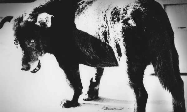 Daido Moriyama: Dog and Man