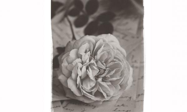  Brigitte Carnochan: "Love & Kisses, George"